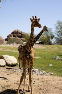 merges- makes the giraffe look like it has two heads